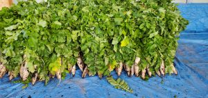 20211018113759_20211019_083002jpg