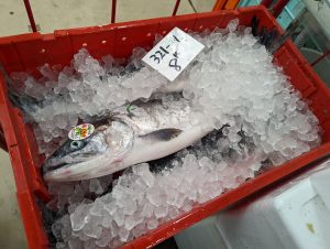 20220604101752_PXL_20220603_231220305jpg